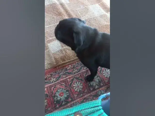 Video thumbnail for Adorable pug😍🥰🥰#shorts