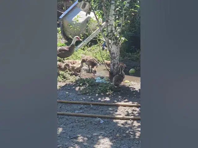 Video thumbnail for Adorable duck family😍😘🥰#shorts