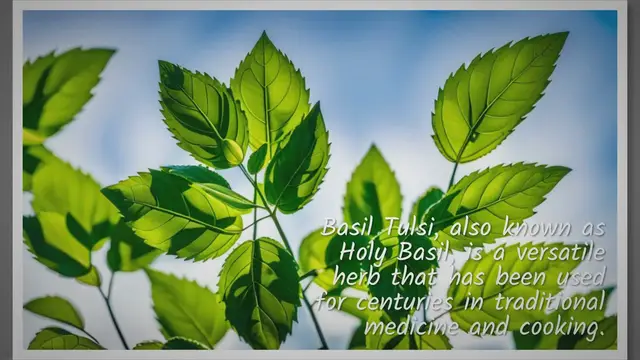 'Video thumbnail for The Versatile Herb: Exploring the Main Benefits of Basil Tulsi for Health, Cooking, and Gardening'