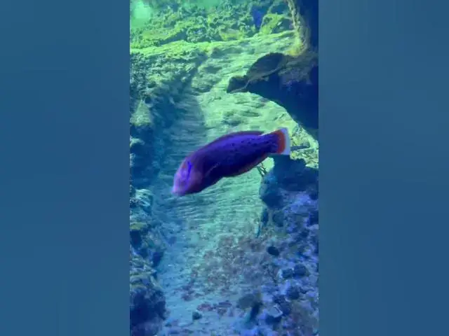 Video thumbnail for Adorable Stingray😍😘🥰#shorts