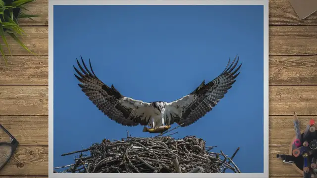 Video thumbnail for  Biblical Meaning of Seeing a Hawk: Spiritual Symbolism