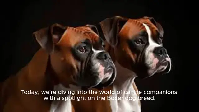 Video thumbnail for Boxer Dogs