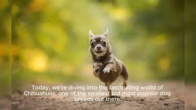 Video thumbnail for Chihuahua