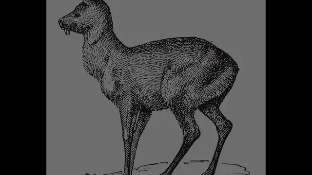 'Video thumbnail for History about the Boxer Dog'