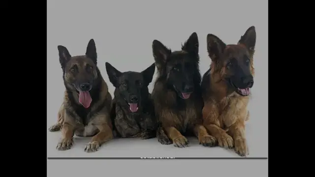 'Video thumbnail for History of German Shephard'