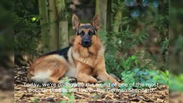 Video thumbnail for German Shepherd
