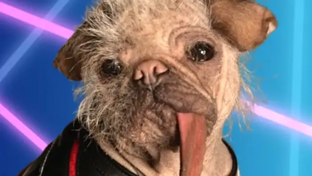 Video thumbnail for Peggy's Transformation From Ugliest Dog To Dogpool Is Stunning