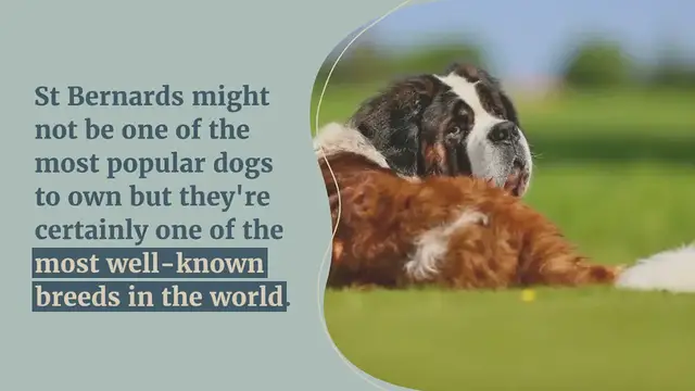 Video thumbnail for 13 Dogs That Look Like St Bernards (With Pictures!)