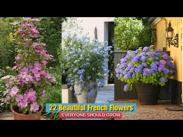 Video thumbnail for 22 Beautiful French Flowers Everyone Should Grow