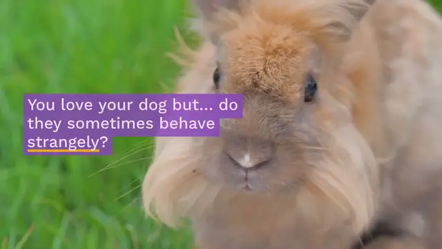 Video thumbnail for Why Do Dogs Eat Rabbit Poop?
