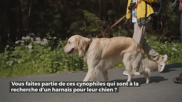 Video thumbnail for Julius K9 : Notre avis sur l’une des meilleures marques de harnais pour chien.