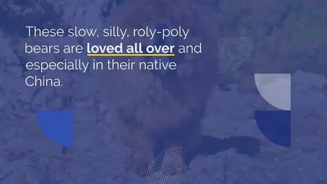 Video thumbnail for 8 Dogs That Look Like Pandas (With Pictures!)