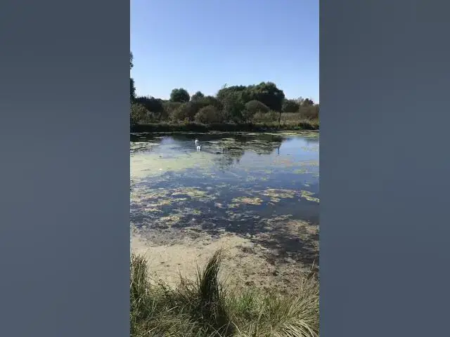 Video thumbnail for Adorable swans😍😘🥰#shorts