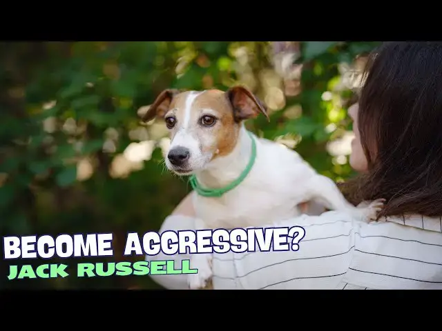 Video thumbnail for Why Has My Jack Russell Become Aggressive? ?