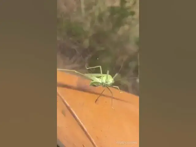 Video thumbnail for Big locusts🤔🤨😘#shorts