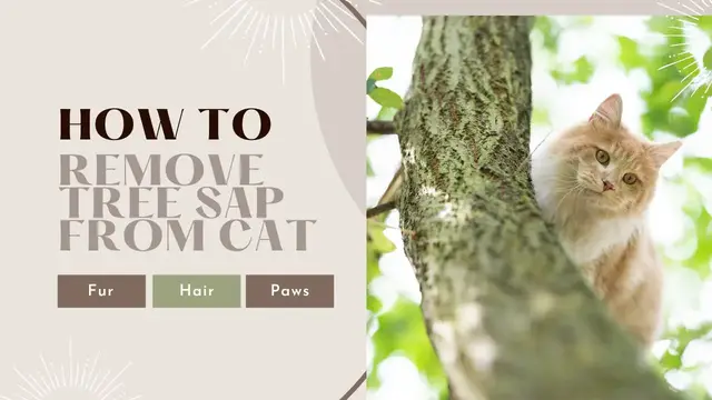 Video thumbnail for How To Remove Tree Sap From Cat Fur, Hair, And Paws