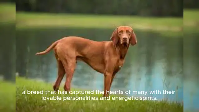Video thumbnail for Vizsla