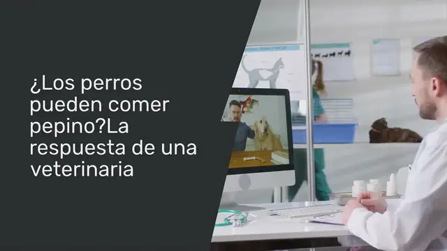 Video thumbnail for ¿Los perros pueden comer pepino? La respuesta de una veterinaria