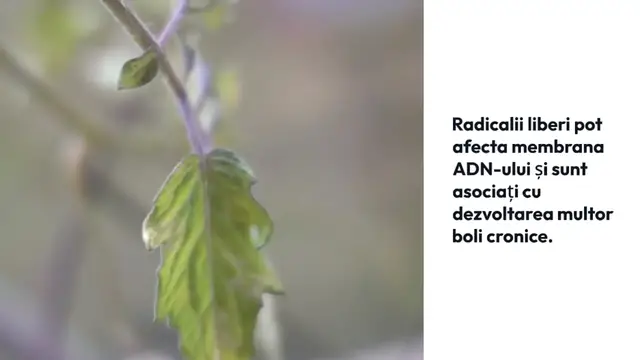 Video thumbnail for Ceaiul care elimina streptococul din gât, lupta împotriva gripei și a infecțiilor sinusurilor. Iată rețeta de preparare