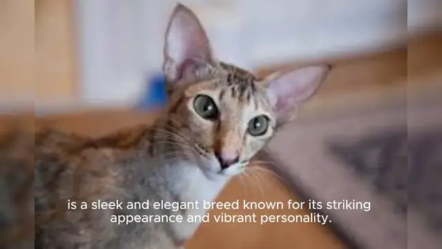 Video thumbnail for Oriental Shorthair Cat