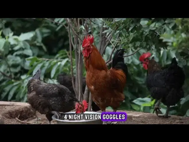 Video thumbnail for Cluck-tastic Chronicles: 10 Fascinating Facts About Hens