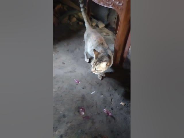 Video thumbnail for Moxie Hiding Behind mom