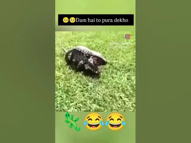 Video thumbnail for 🦎😂😂 #viral #comedyvideos #comedy