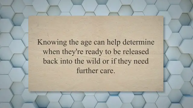 Video thumbnail for Cracking the Code: A Guide to Determining the Age of Baby Pigeons