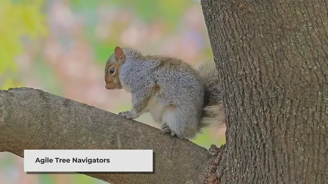 Video thumbnail for The Fascinating World of Squirrels