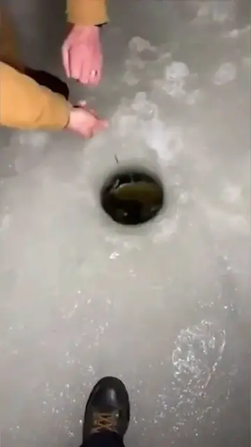 Video thumbnail for How to (not) land a fish on ice #fail #fishing #shorts #bassfishing #icefishing