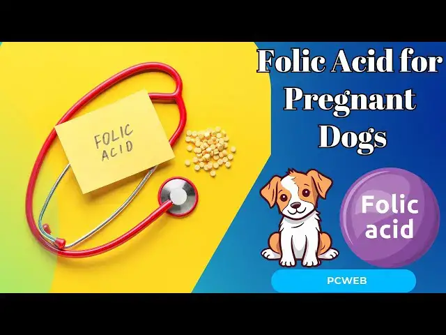Video thumbnail for The Importance of Folic Acid for Pregnant Dogs