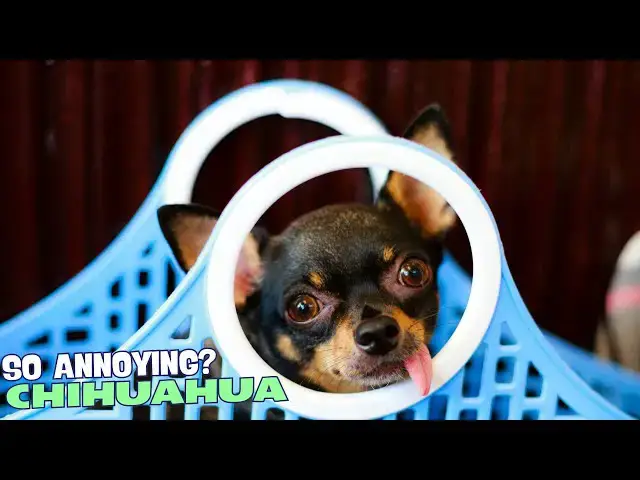 Video thumbnail for 🐾 Why Are Chihuahuas So Annoying? 🤯🐕