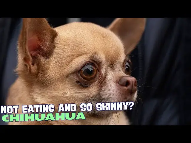 Video thumbnail for 🐾 Why Is My Chihuahua Not Eating and So Skinny? 🍽️🐕