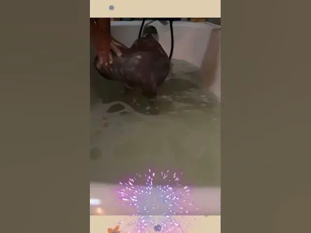 Video thumbnail for How often do y'all bathe your pitties?!😀😂🤣#shorts