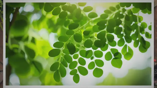 'Video thumbnail for Unlocking the Power of Moringa Leaves: 10 Surprising Benefits for Your Immunity, Digestion, Skin, Energy, and More!'