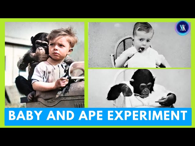 Video thumbnail for Psychiatrists Used Their Own Baby In Bizarre Ape Experiment