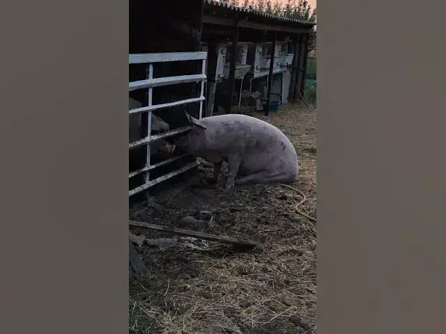 Video thumbnail for Adorable pig😍😘🥰#shorts