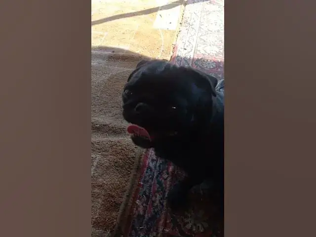 Video thumbnail for Cute Pug😍😘🥰#shorts