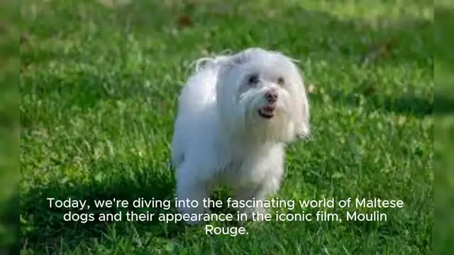 Video thumbnail for Maltese