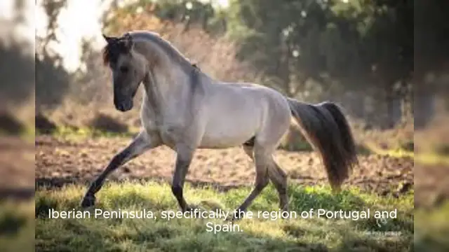 Video thumbnail for Sorraia Horse