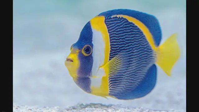 'Video thumbnail for Angelfish Tank Temperature'