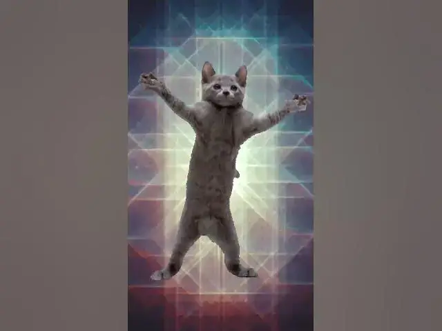 Video thumbnail for #cat