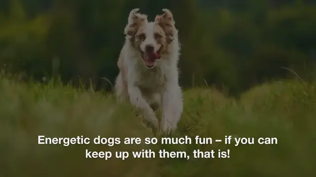 Video thumbnail for 200+ Energetic Dog Names For Your Pup With The Zoomies!
