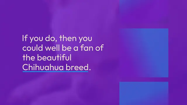 Video thumbnail for 7 Different Types of Chihuahua Breeds (With Pictures!)