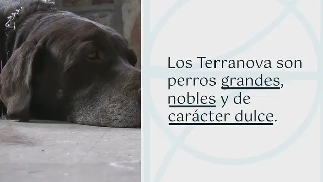 Video thumbnail for Todos los colores de Terranova explicados (¡con fotos!)