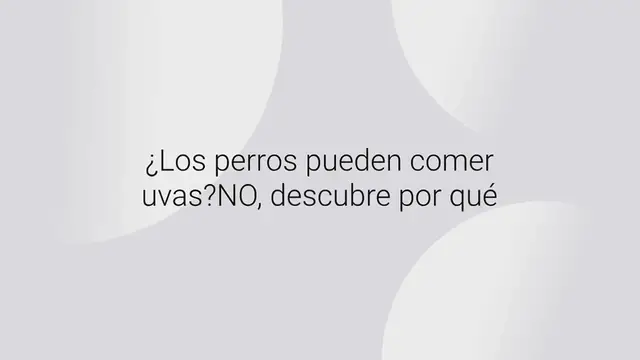 Video thumbnail for ¿Los perros pueden comer uvas? NO, descubre por qué