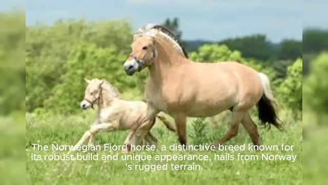 Video thumbnail for Norwegian Fjord Horse