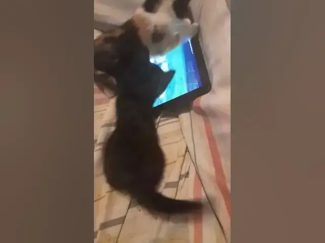 Video thumbnail for Cute Cats Hitting Tablet Trying To Get Mouse