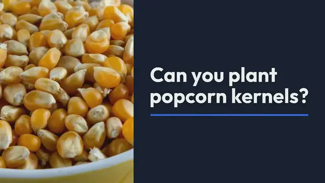Video thumbnail for Can you plant popcorn kernels