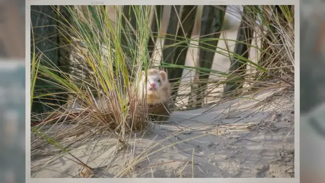 'Video thumbnail for Are Ferrets Hard to Take Care Of?'